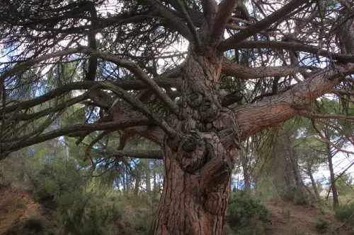 Arbol-singular-Socovos-Pino-del-Madrono4