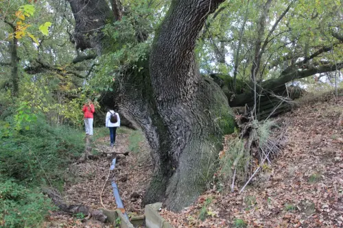 Arbol-singular-Socovos-Robles-quejigos-de-Casa-Colorada