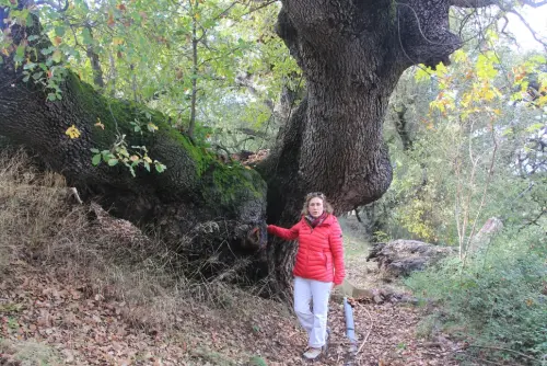 Arbol-singular-Socovos-Robles-quejigos-de-Casa-Colorada10