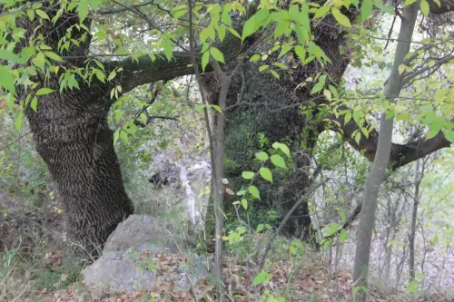Arbol-singular-Socovos-Robles-quejigos-de-Casa-Colorada2