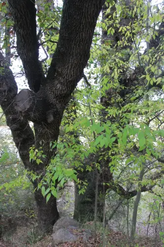 Arbol-singular-Socovos-Robles-quejigos-de-Casa-Colorada3