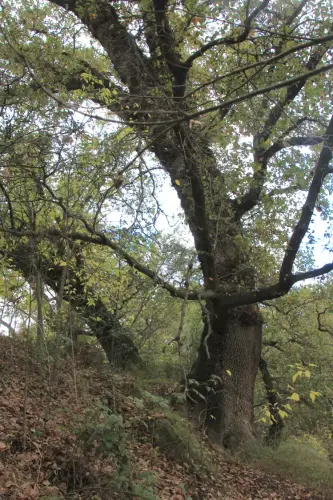 Arbol-singular-Socovos-Robles-quejigos-de-Casa-Colorada4