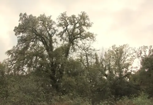 Arbol-singular-Socovos-Robles-quejigos-de-Casa-Colorada5