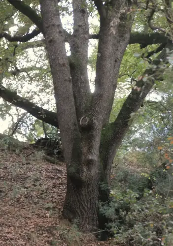 Arbol-singular-Socovos-Robles-quejigos-de-Casa-Colorada6