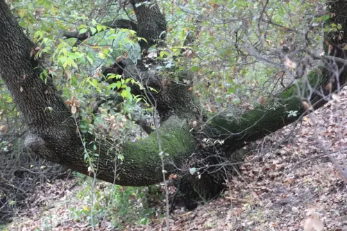 Arbol-singular-Socovos-Robles-quejigos-de-Casa-Colorada7