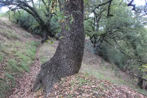 Arbol-singular-Socovos-Robles-quejigos-de-Casa-Colorada8