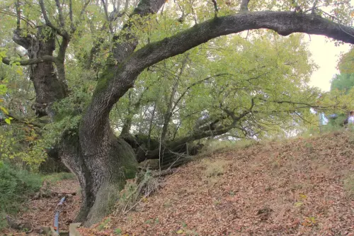 Arbol-singular-Socovos-Robles-quejigos-de-Casa-Colorada9