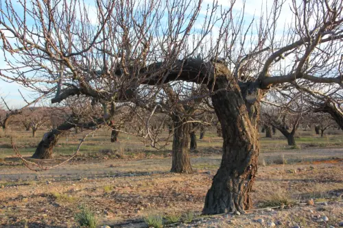 Arbol-singular-Tobarra-Albaricoqueros