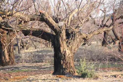 Arbol-singular-Tobarra-Albaricoqueros2