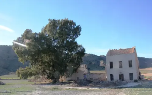 Arbol-singular-Tobarra-Eucalipto-de-la-Apestosa