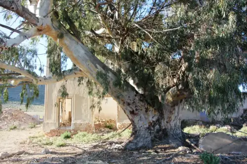 Arbol-singular-Tobarra-Eucalipto-de-la-Apestosa2