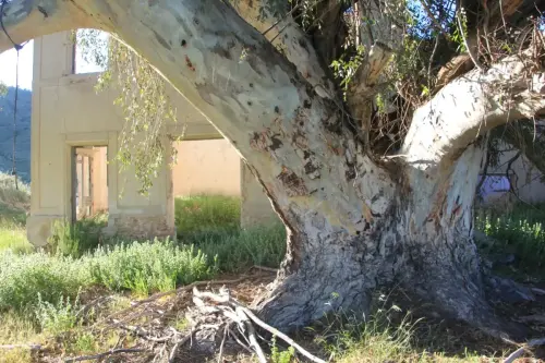 Arbol-singular-Tobarra-Eucalipto-de-la-Apestosa3