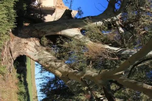 Arbol-singular-Tobarra-Eucalipto-de-la-Apestosa4