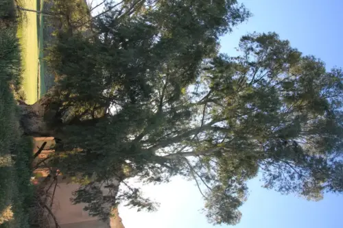 Arbol-singular-Tobarra-Eucalipto-de-la-Apestosa5
