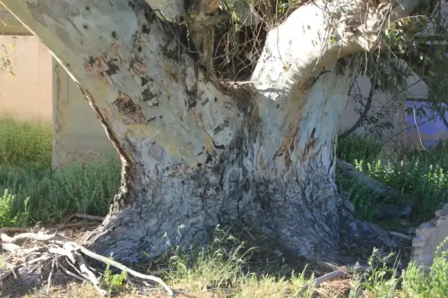 Arbol-singular-Tobarra-Eucalipto-de-la-Apestosa6
