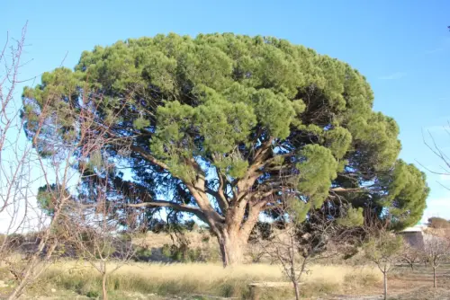 Arbol-singular-Tobarra-Pino-del-Raso