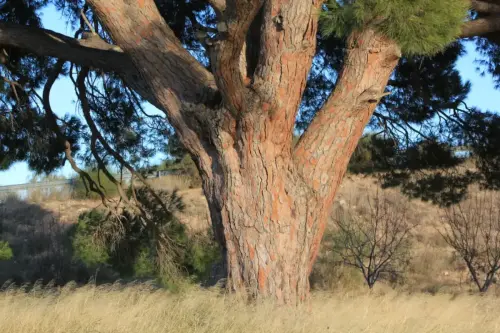 Arbol-singular-Tobarra-Pino-del-Raso2