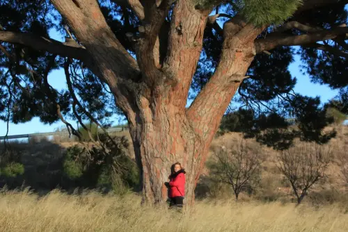 Arbol-singular-Tobarra-Pino-del-Raso3