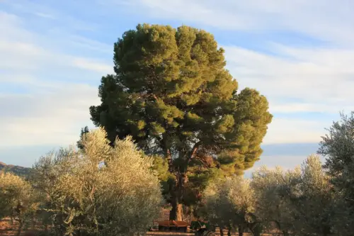 Arbol-singular-Tobarra-Pinos-de-Aljube
