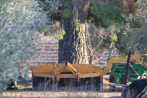 Arbol-singular-Tobarra-Pinos-de-Aljube2