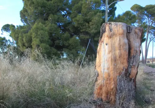 Arbol-singular-Tobarra-Pinos-de-Aljube3