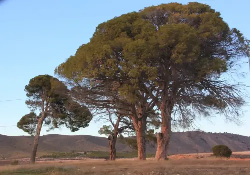 Arbol-singular-Tobarra-Pinos-de-Aljube4