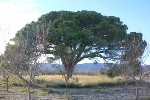 Arbol-singular-Tobarra-Pinos-de-Aljube5