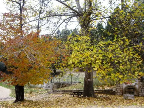 Arbol-singular-Vianos-Cerezos-de-El-Barrancazo