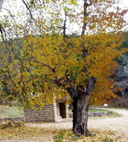 Arbol-singular-Vianos-Cerezos-de-El-Barrancazo2