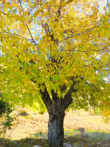 Arbol-singular-Vianos-Cerezos-de-El-Barrancazo3