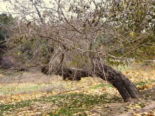 Arbol-singular-Vianos-Cerezos-de-El-Barrancazo4