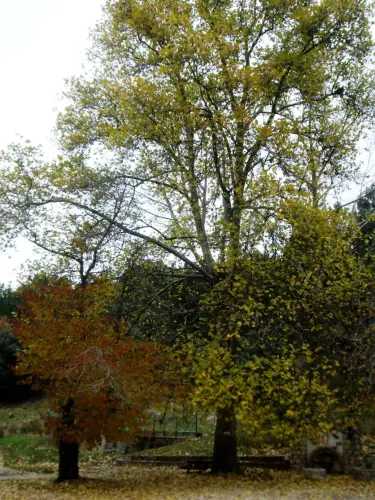 Arbol-singular-Vianos-Cerezos-de-El-Barrancazo5