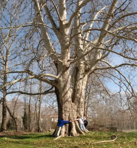 Arbol-singular-Villalgordo-del-Jucar-Platano-de-los-Gosalvez