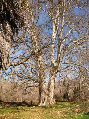 Arbol-singular-Villalgordo-del-Jucar-Platano-de-los-Gosalvez2