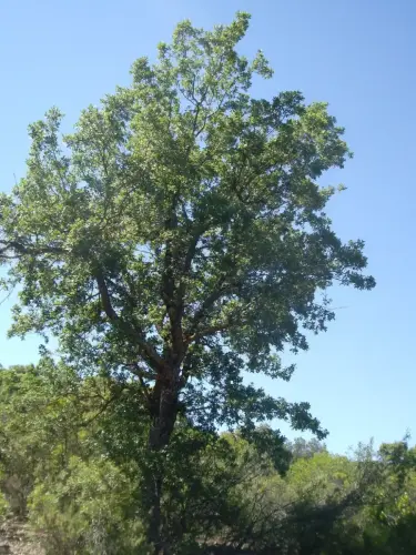 Arbol-singular-Villapalacios-Alcornoques-del-Herrumblar