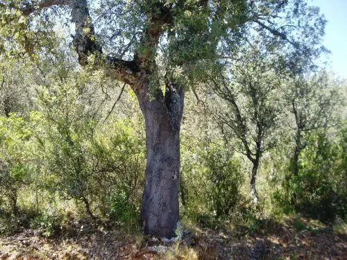Arbol-singular-Villapalacios-Alcornoques-del-Herrumblar2