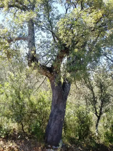 Arbol-singular-Villapalacios-Alcornoques-del-Herrumblar3
