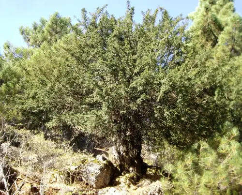Arbol-singular-Villaverde-de-Guadalimar-Tejo-del-Arroyo-del-Tejo