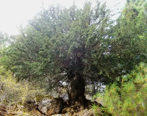 Arbol-singular-Villaverde-de-Guadalimar-Tejo-del-Arroyo-del-Tejo2