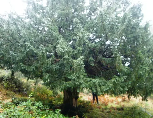 Arbol-singular-Villaverde-de-Guadalimar-Tejo-del-Arroyo-del-Tejo3