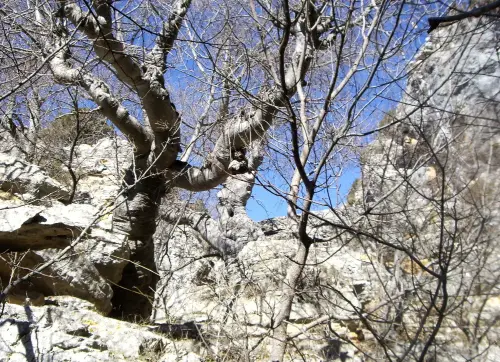 Arbol-singular-Yeste-Almeces-de-la-Molata-de-los-Almendros.JPG2 