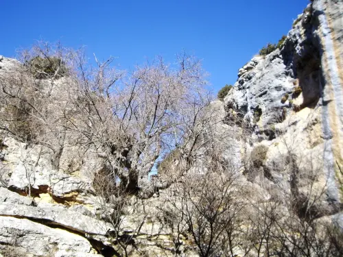 Arbol-singular-Yeste-Almeces-de-la-Molata-de-los-Almendros.JPG3 