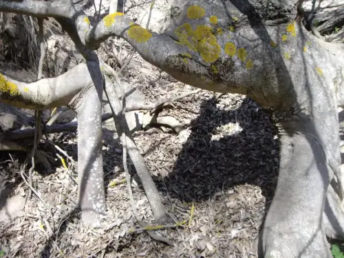 Arbol-singular-Yeste-Almeces-de-la-Molata-de-los-Almendros.JPG4 