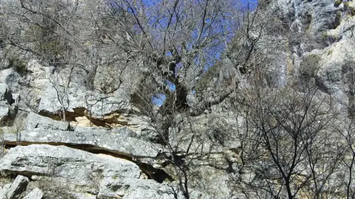 Arbol-singular-Yeste-Almeces-de-la-Molata-de-los-Almendros