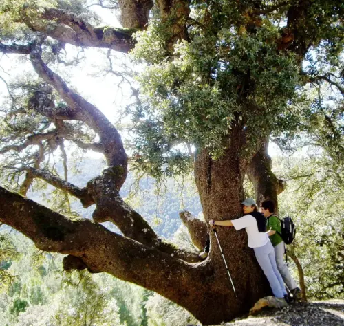 Arbol-singular-Yeste-Carrasca-de-los-Huecos-de-Banares