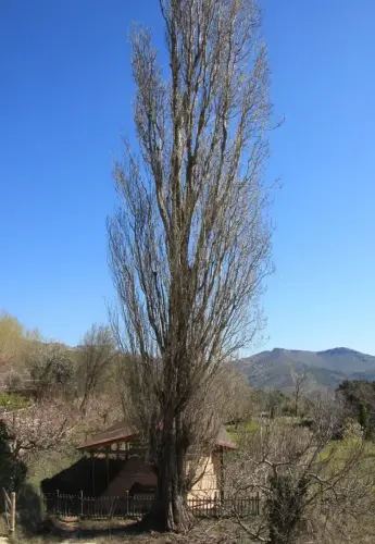 Arbol-singular-Yeste-La-Raspilla-Chopo