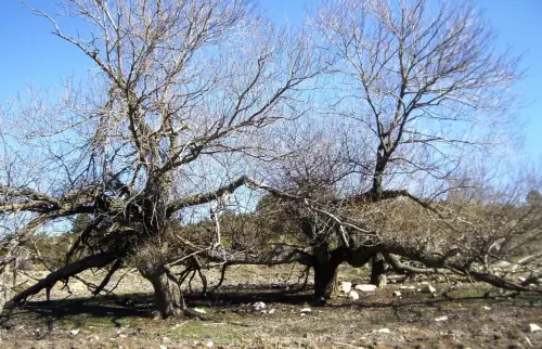 Arbol-singular-Yeste-Olmos-del-Cortijo-Peras