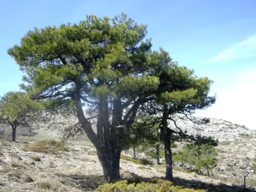 Arbol-singular-Yeste-Pino-Candelabro