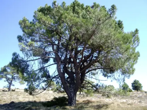 Arbol-singular-Yeste-Pino-Candelabro2