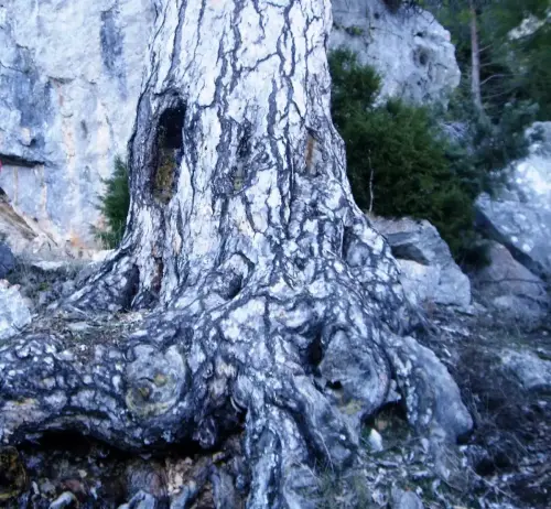 Arbol-singular-Yeste-Pino-de-la-Campana-Gontar